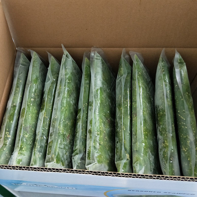 Fregate di alghe di Shandong congelate per condimenti per insalate acide e dolci 1 anno