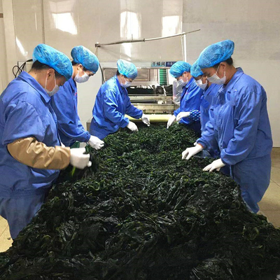 Ingredienti normali Alga verde scuro Alghe secche Odore profumato Alghe secche tagliate Wakame
