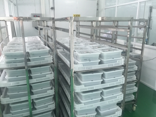 Giappone Chuka Wakame congelato Insalate di alghe biologiche Tipologia di coltivazione Istruzioni normali