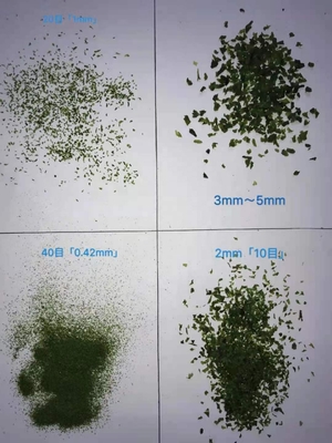 Malesia Alghe Ulva Flakes Alghe Aonori asciutte Flakes Variety Laver