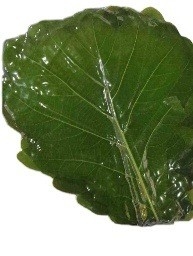 Foglie di bambù fresche 24 mesi di garanzia di conservazione