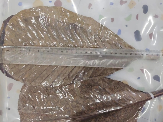 Servire sushi con involucri di foglie di bambù fresche e naturali NON è necessario indirizzo