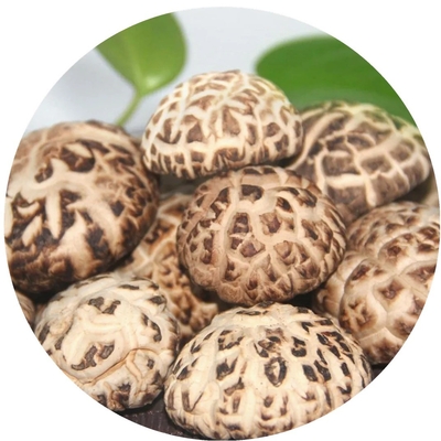 Estratto di funghi di criniera di leone marrone Funghi di shiitake secchi 1 kg/sacco