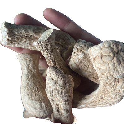 Funghi a sfuso Champignon Shiitake Stampo per Shiitake essiccati Funghi
