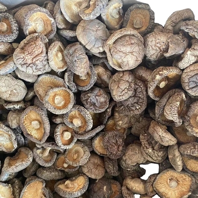 Funghi a sfuso Champignon Shiitake Stampo per Shiitake essiccati Funghi